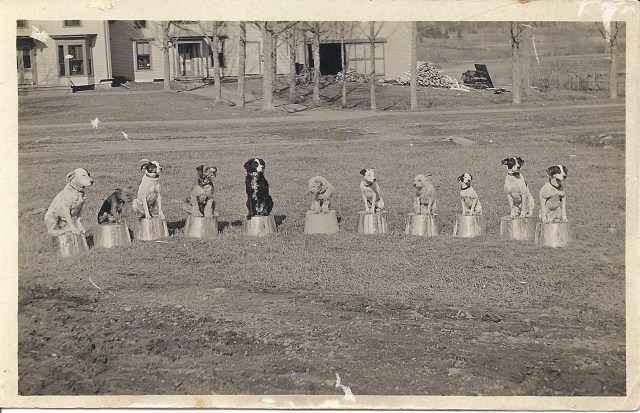 11 dogs on buckets