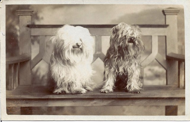 2 fluffy dogs on bench