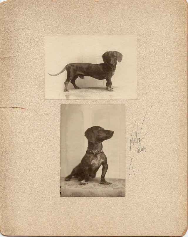 2 images of dachshund