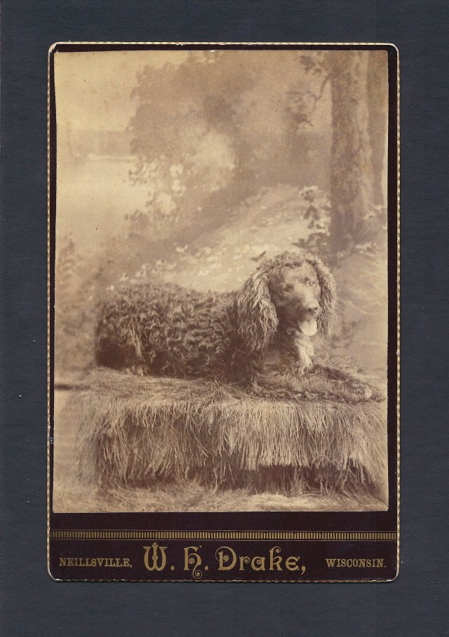 Am. Water Spaniel 1