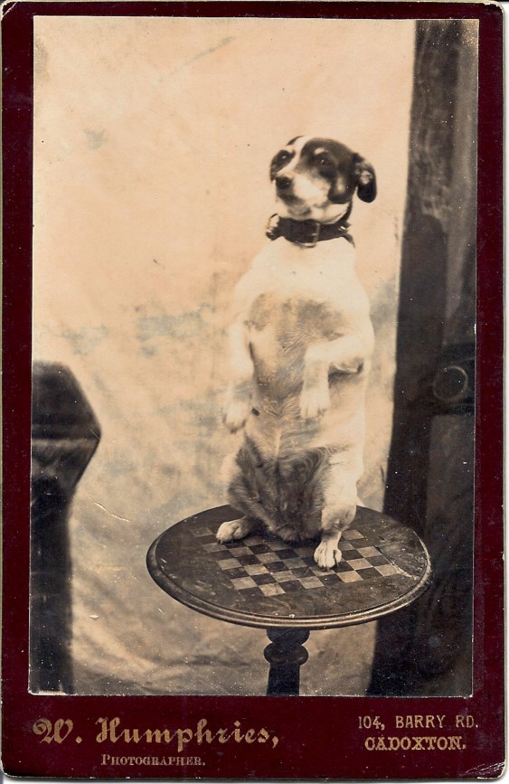 Begging Terrier Cabinet Card c. 1890
