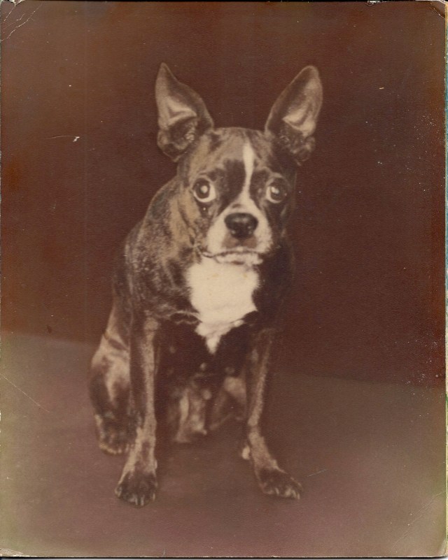Boston Terrier 1950's?