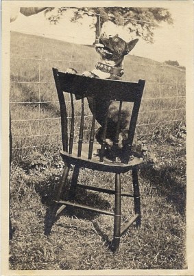 Begging Dog on Chair c. 1920