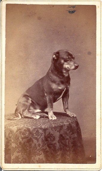 CDV small dog