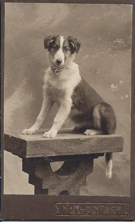 collie puppy