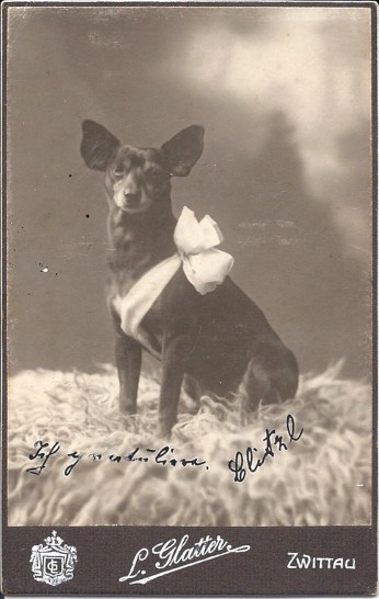 czech dog with bow