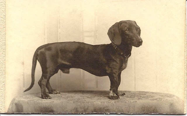 Dachshund