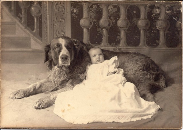 dog and baby