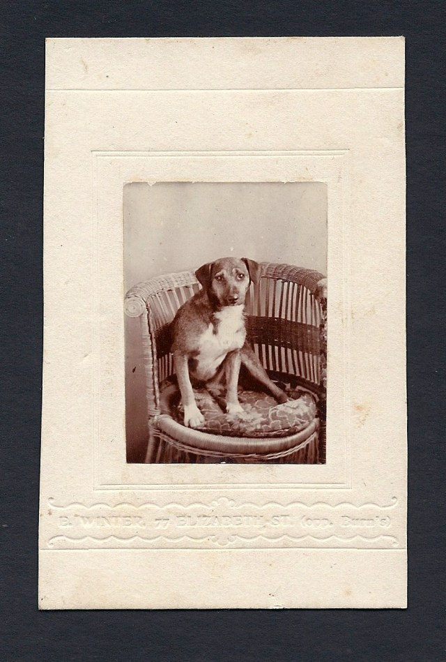 dog on chair 1