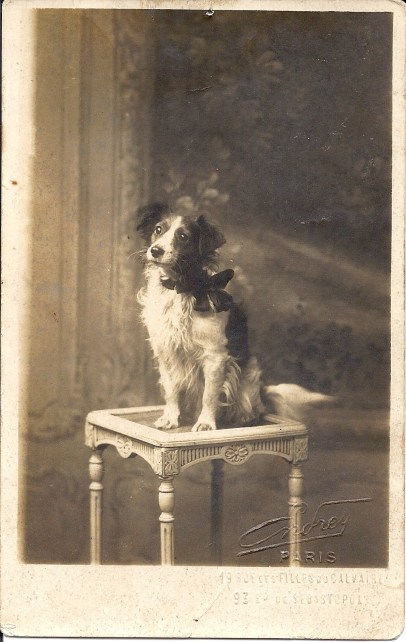 dog with a bow Paris