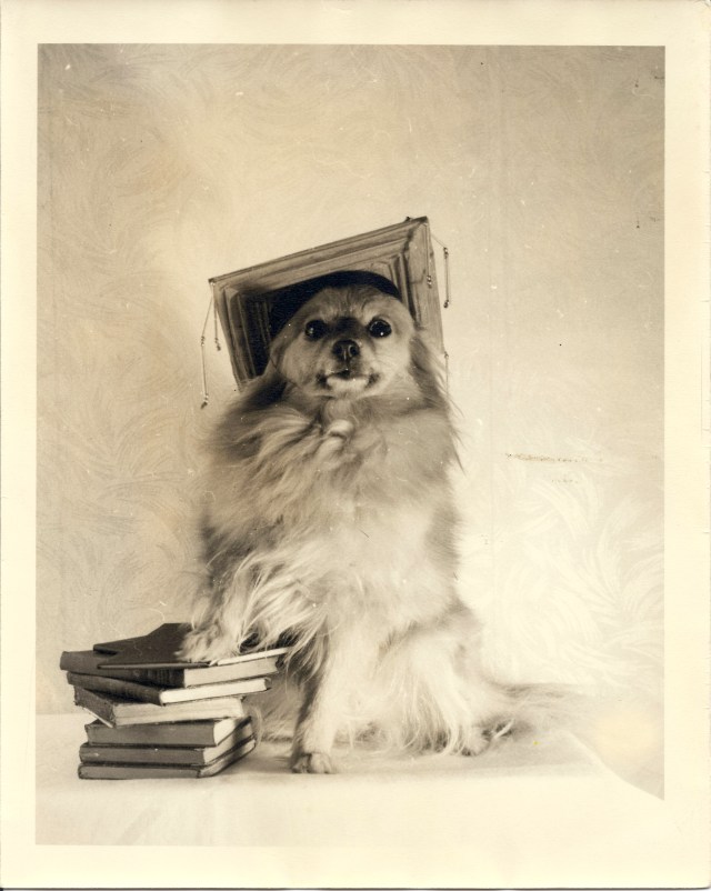dog with books