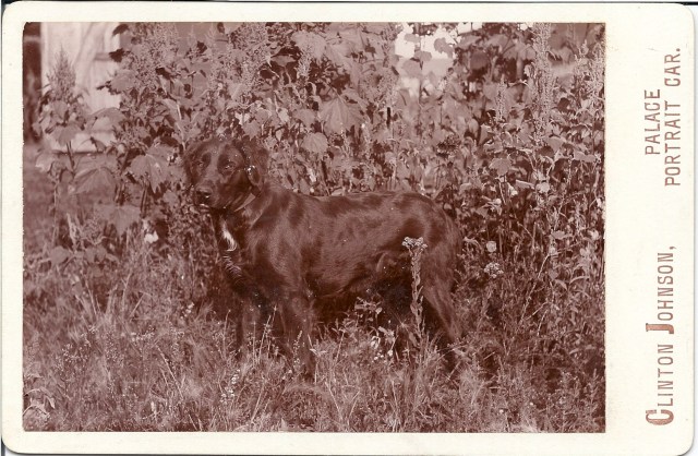 flat coat retriever?