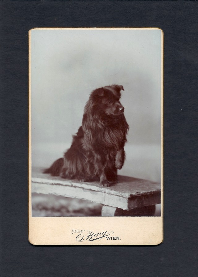 German Spitz