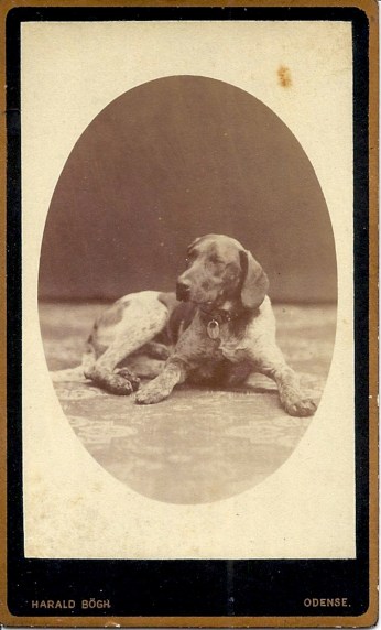 CDV 1890 Harald Bogh, Odense, Denmark