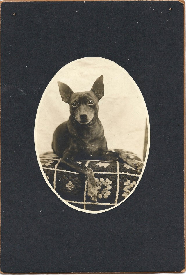 manchester terrier cab card