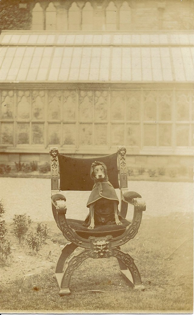 Manchester Terrier cape