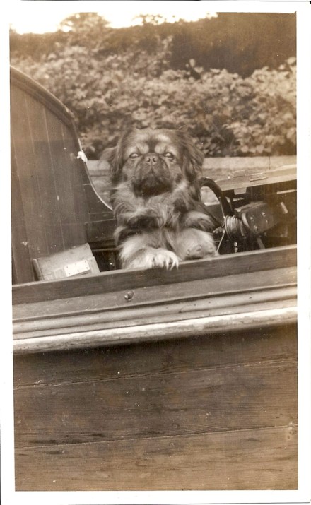 Peke in boat