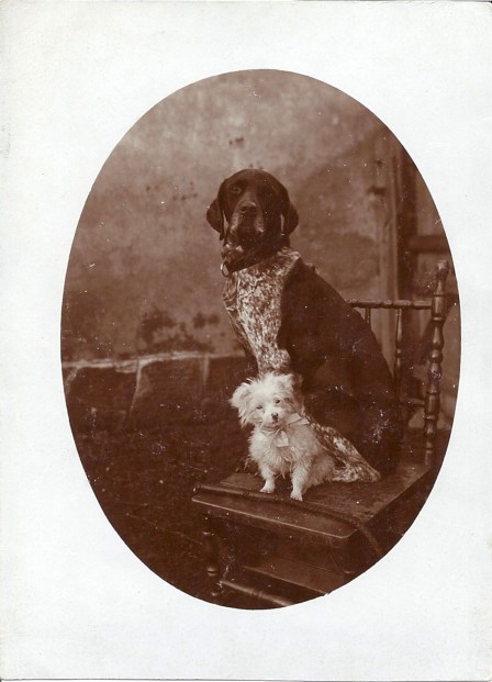 pointer and little dog