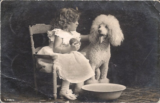 poodle bath