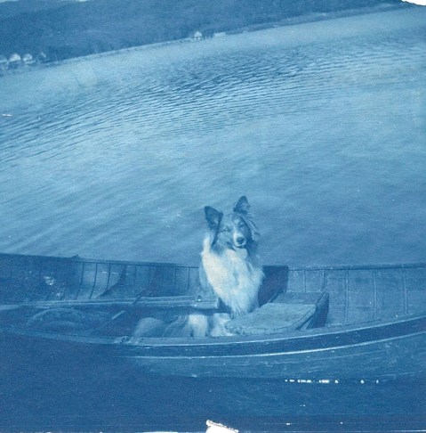 sheltie cyanotype