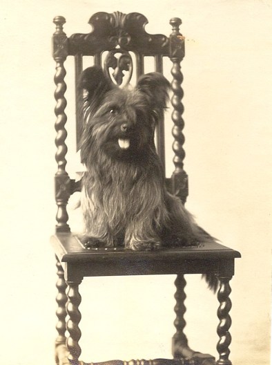 Skye terrier on chair