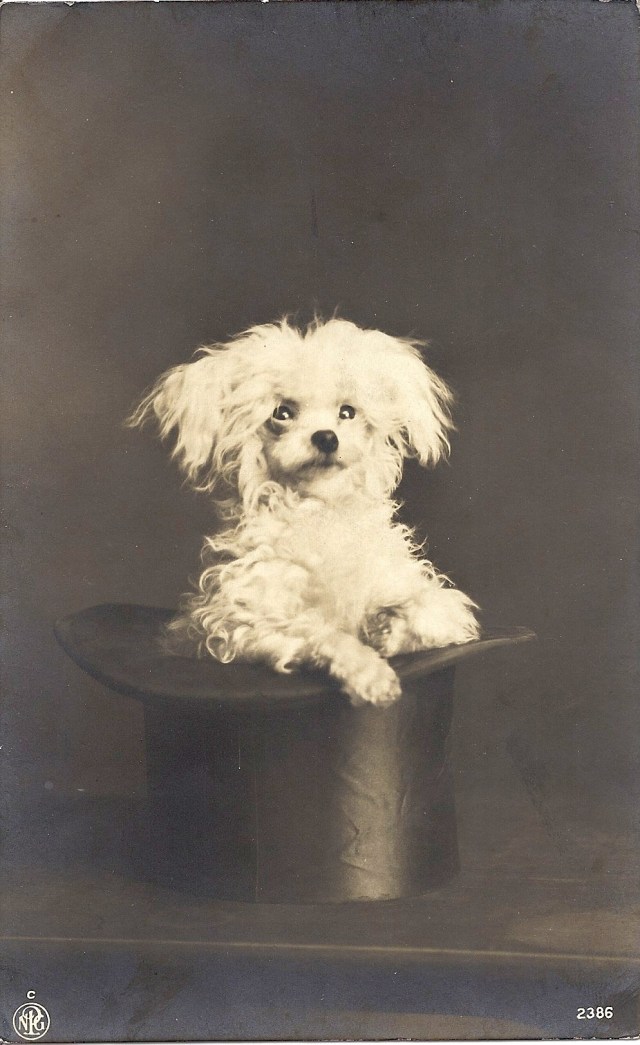 small dog in top hat