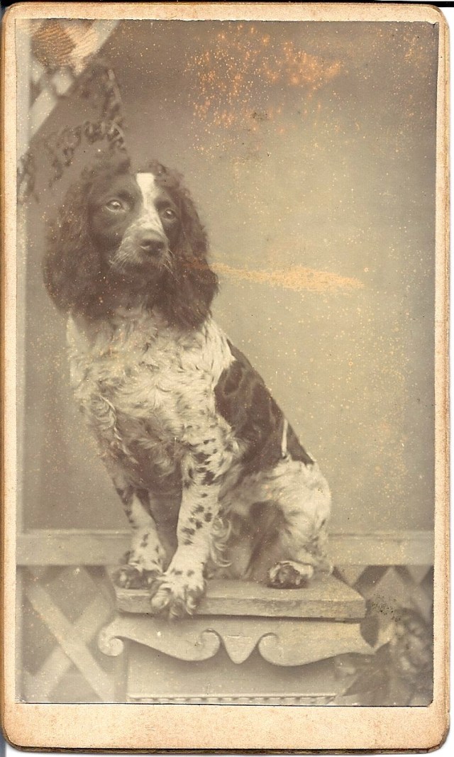 spaniel on a stool