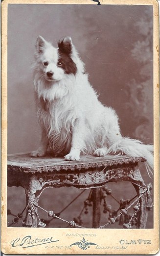 spitz black eye patch