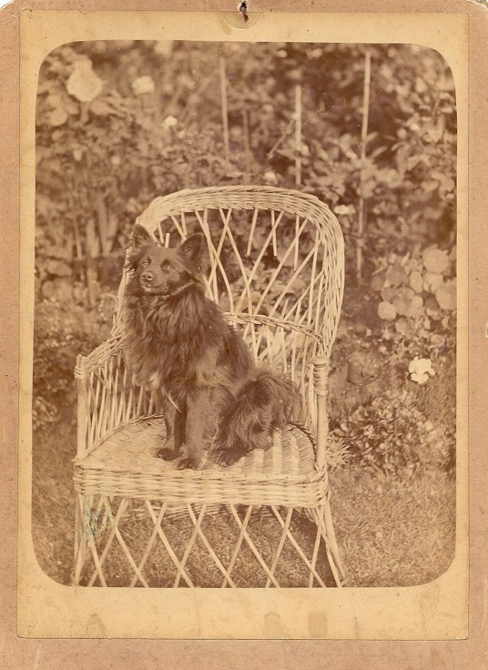 spitz in chair