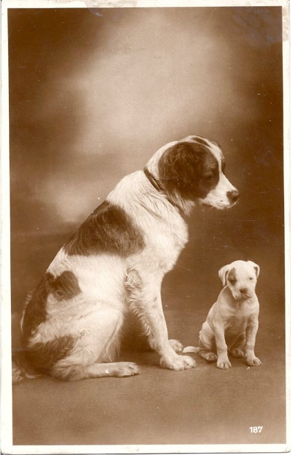 st. bernard bulldog puppy
