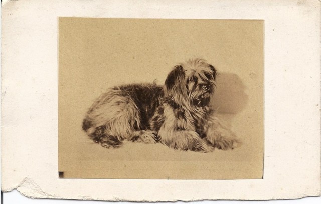 CDV size image c. 1890 of a terrier