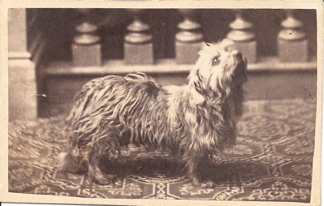 CDV of Terrier c. 1890