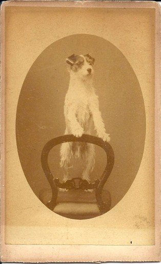 terrier standing on chair
