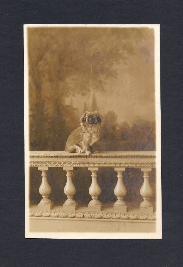 Tibetan Spaniel