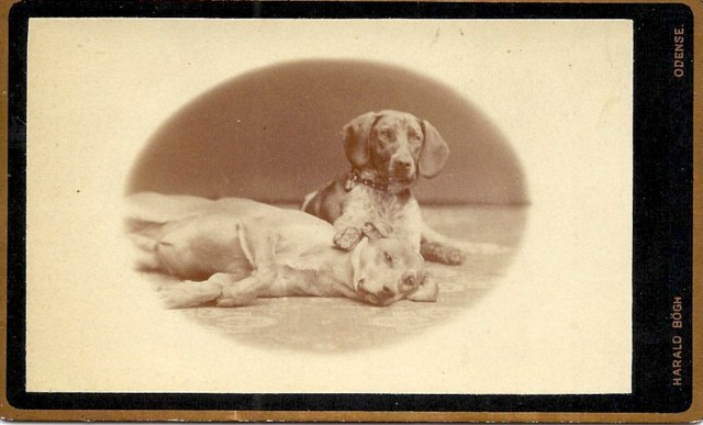 CDV c. 1890 Two Hounds