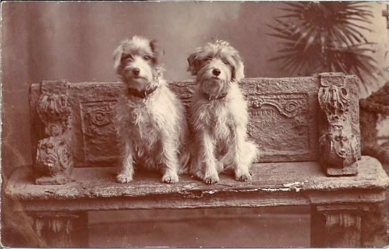 two terriers on stone bench