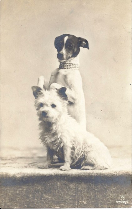 Two Terriers RPP