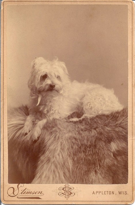 white dog on fur throw