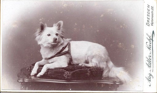 white spitz harness