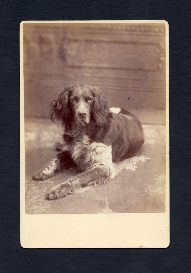 Spaniel