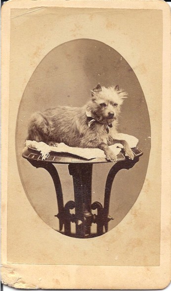 terrier on table
